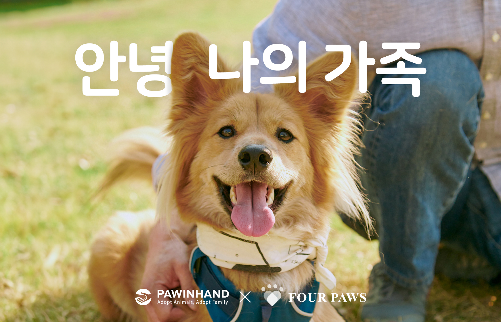 포포즈-포인핸드, 유기동물 입양 인식 개선 기부 캠페인 